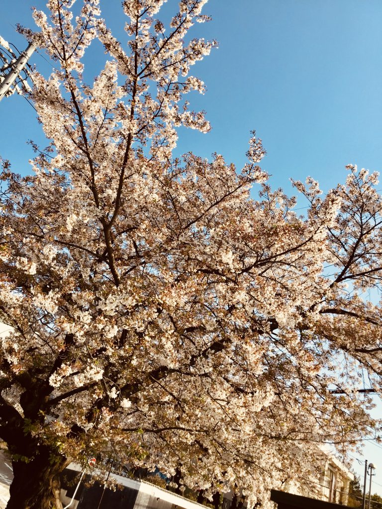 満開の桜