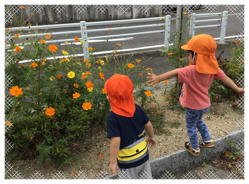 コスモスの花を見つめる園児たち