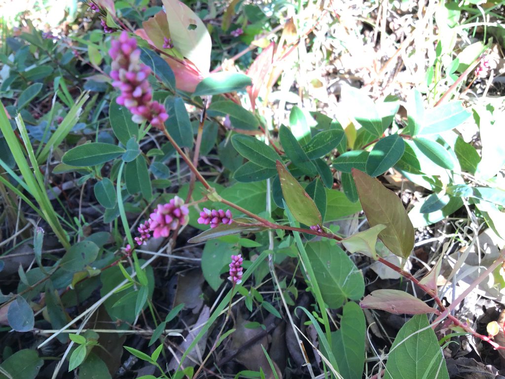 木の実と花