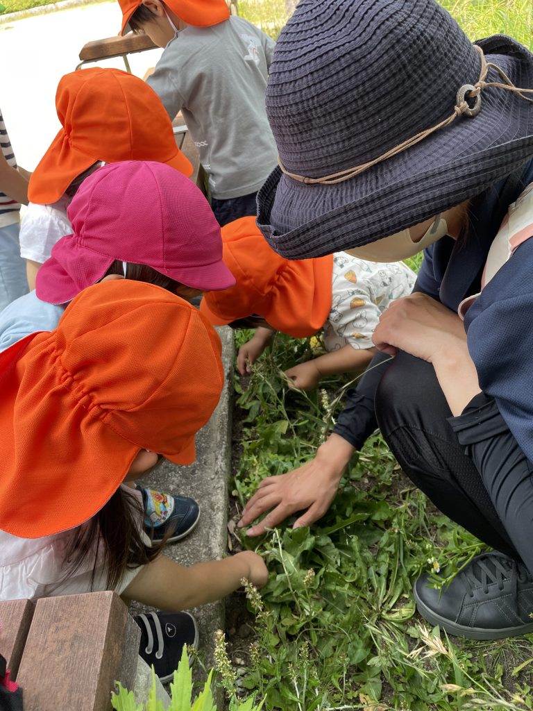 草むらに虫を見つける園児